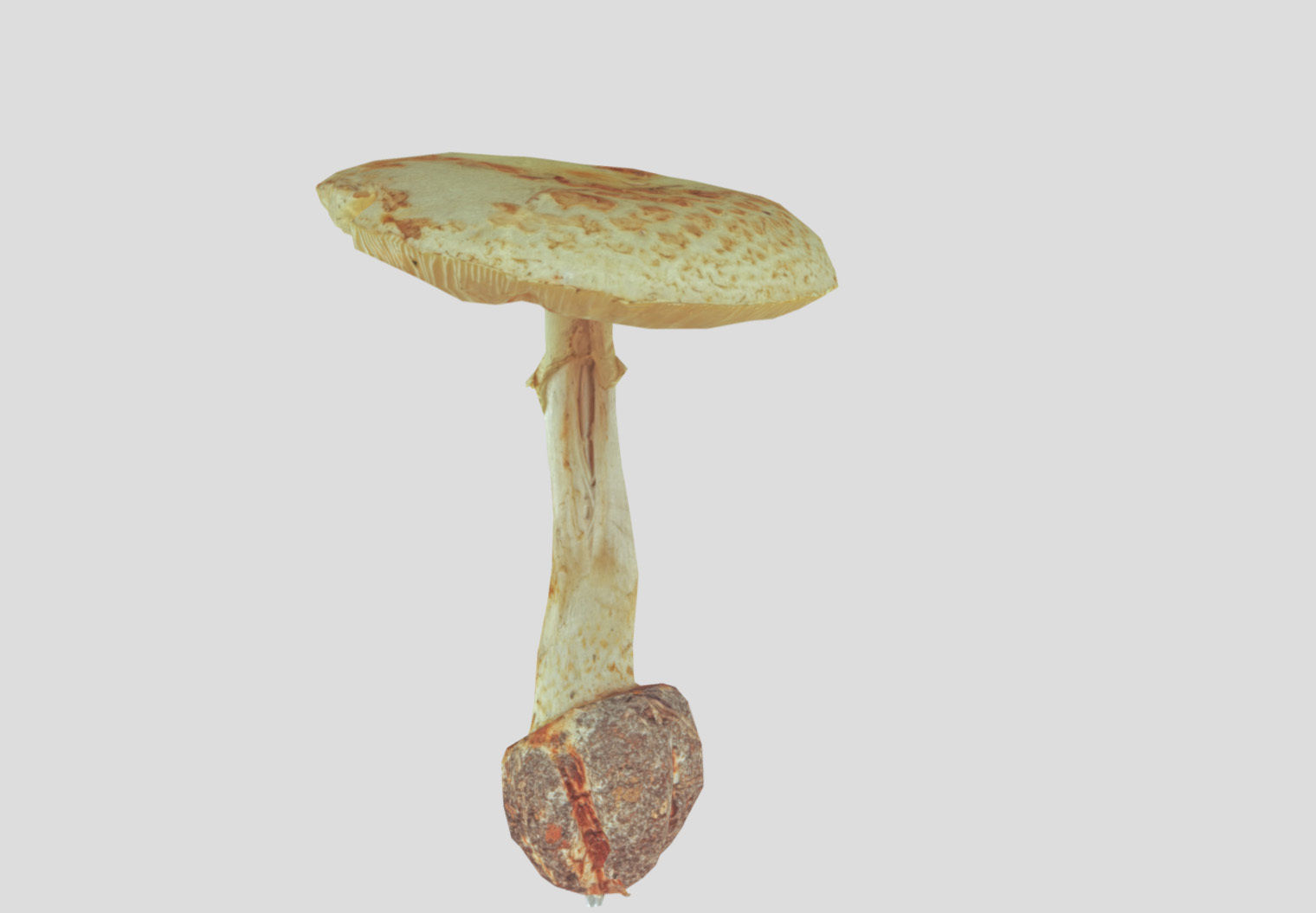 Amanita verna - fools mushroom Low-poly 3D model_46