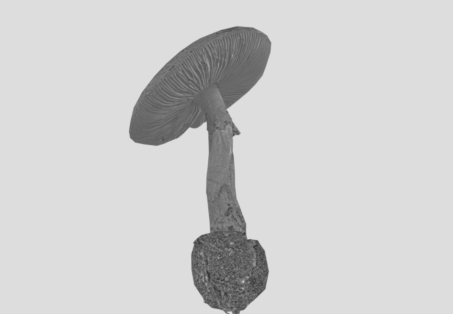 Amanita verna - fools mushroom Low-poly 3D model_36