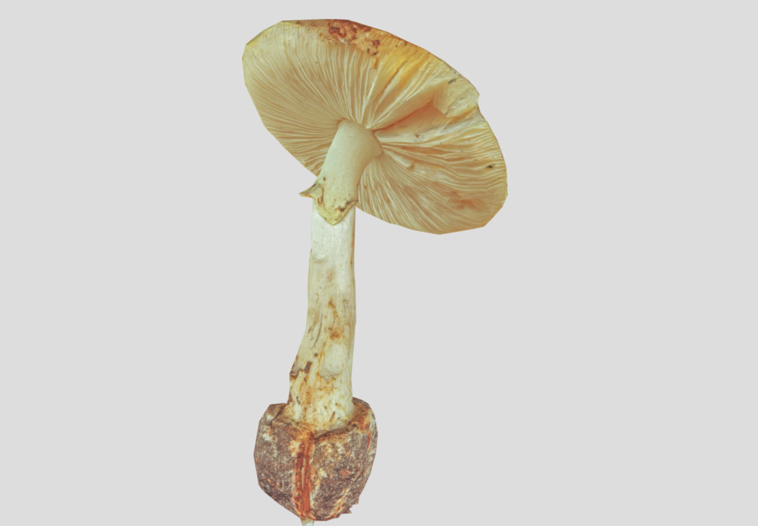 Amanita verna - fools mushroom Low-poly 3D model_51