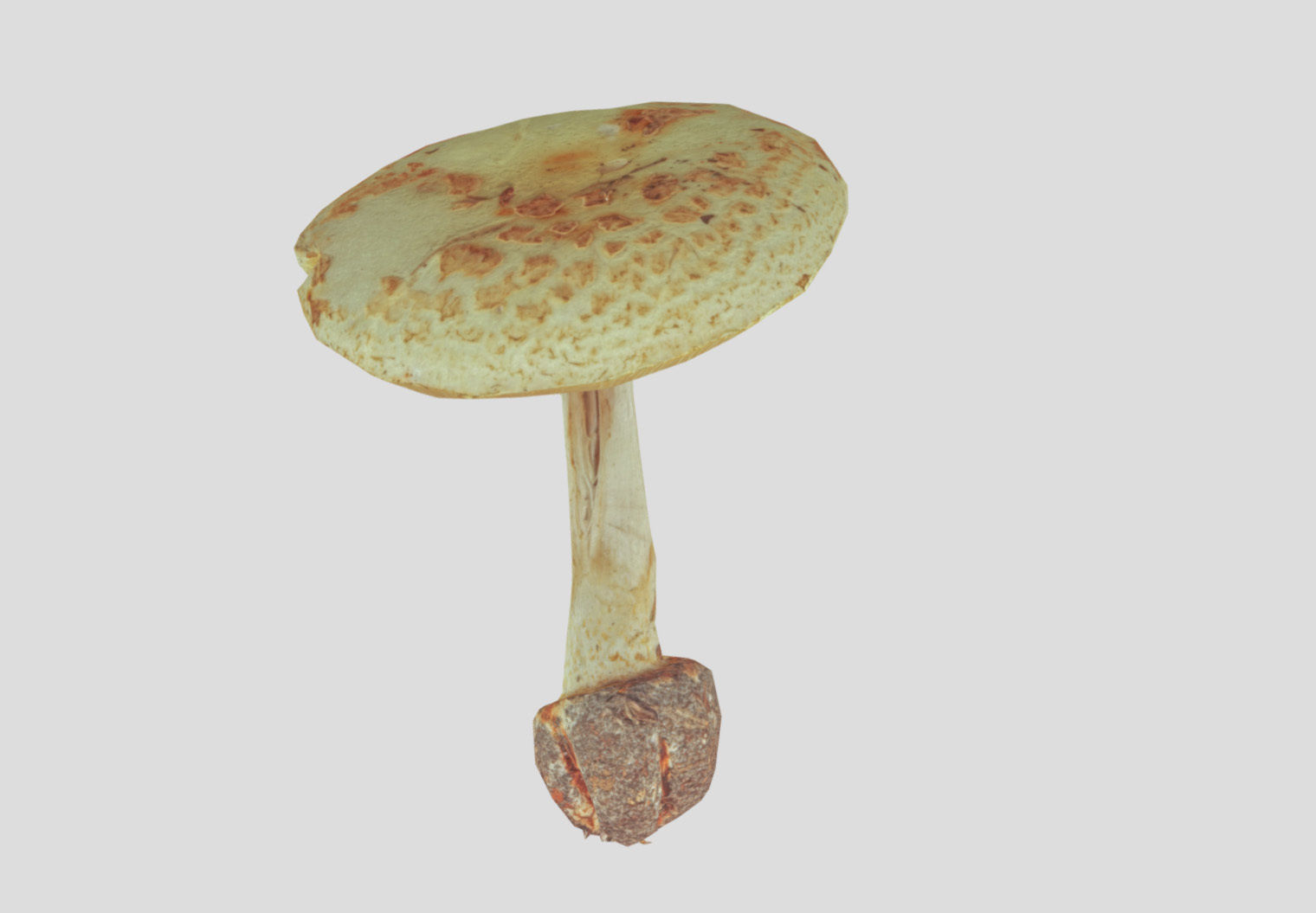 Amanita verna - fools mushroom Low-poly 3D model_52