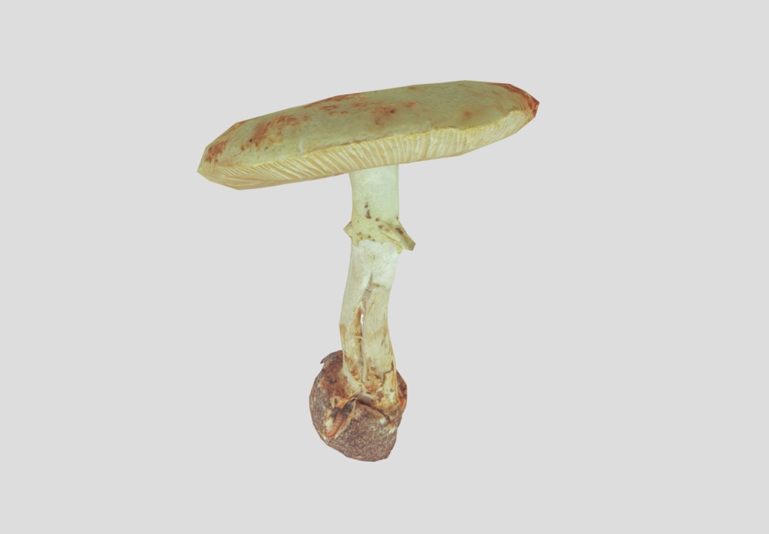Amanita verna - fools mushroom Low-poly 3D model_43