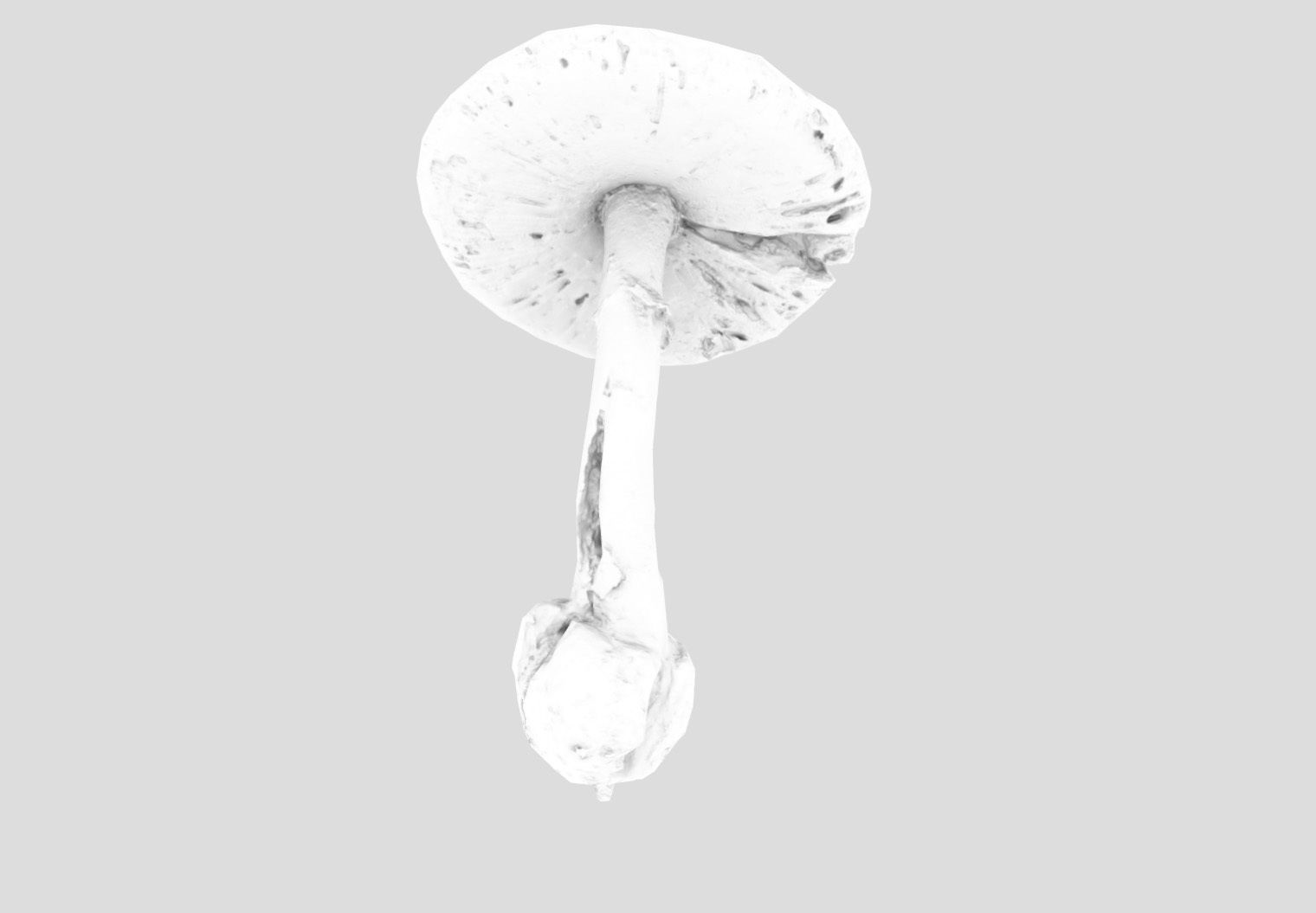 Amanita verna - fools mushroom Low-poly 3D model_27