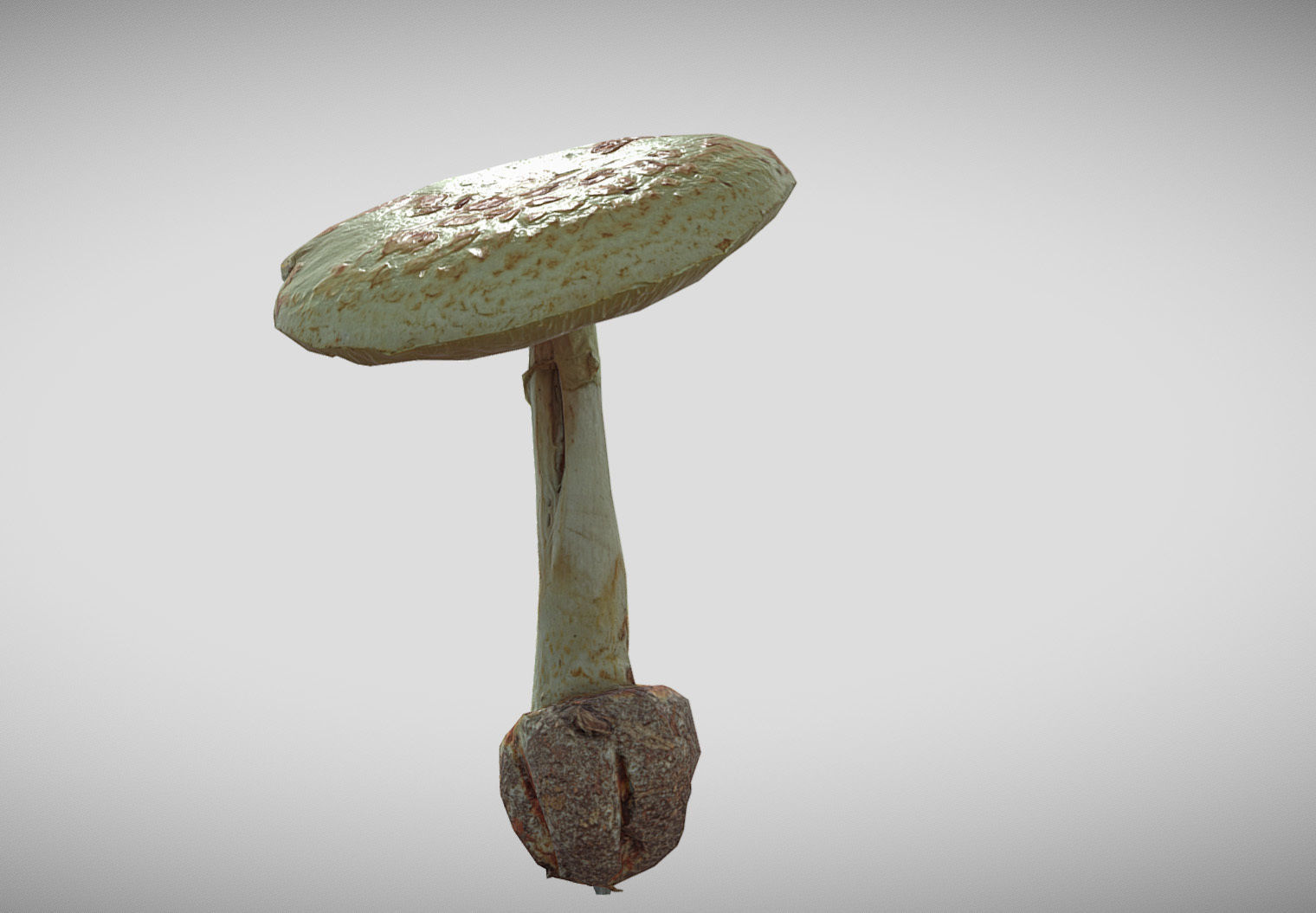Amanita verna - fools mushroom Low-poly 3D model_12
