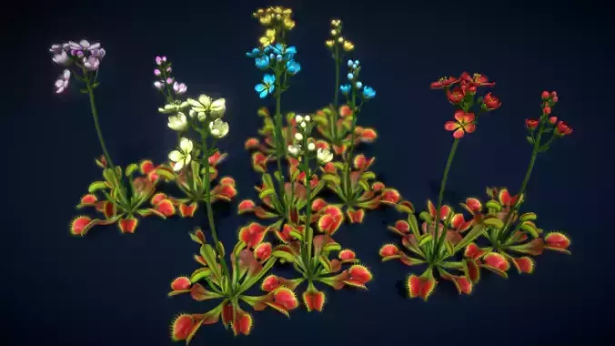 Flower Venus Flytrap Low-poly 3D model