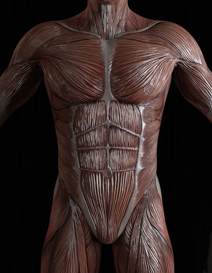Low-Poly Male Muscle Anatomy  Realistic Muscular System 3D Model Low-poly 3D model_4