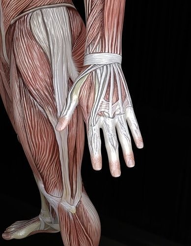 Low-Poly Male Muscle Anatomy  Realistic Muscular System 3D Model Low-poly 3D model