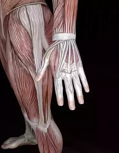 Low-Poly Male Muscle Anatomy  Realistic Muscular System 3D Model Low-poly 3D model