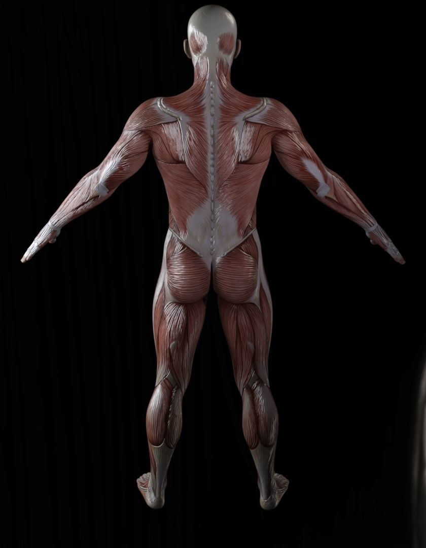 Low-Poly Male Muscle Anatomy  Realistic Muscular System 3D Model Low-poly 3D model_1