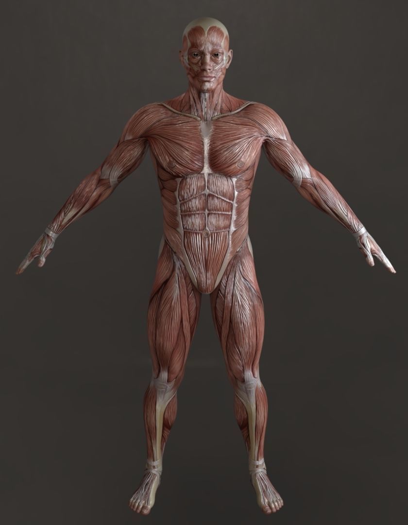 Low-Poly Male Muscle Anatomy  Realistic Muscular System 3D Model Low-poly 3D model_2