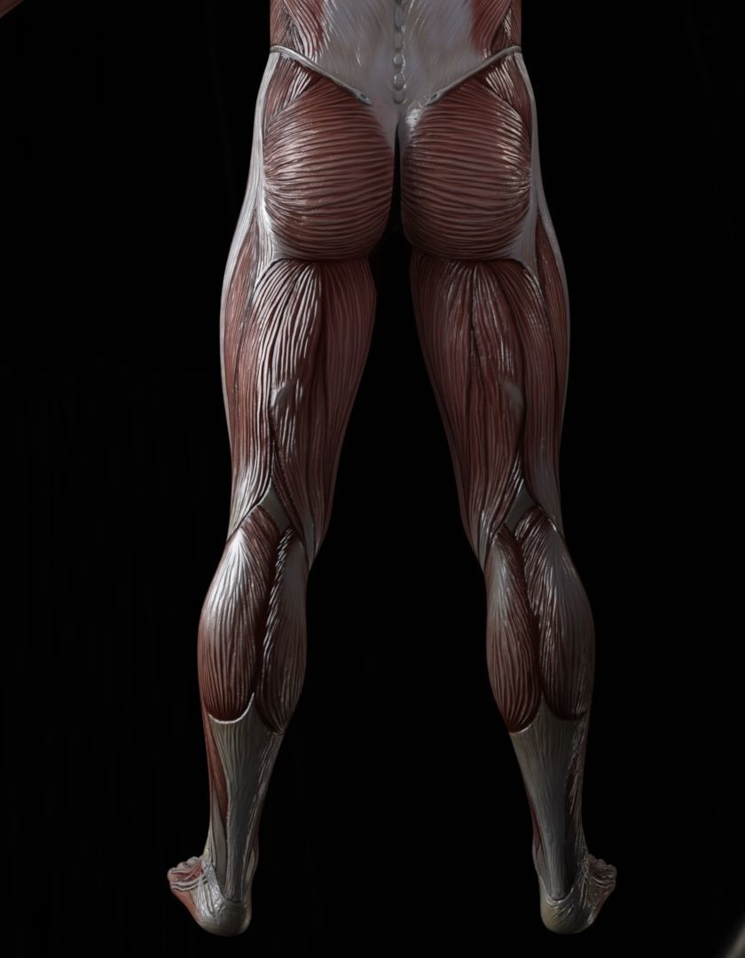 Low-Poly Male Muscle Anatomy  Realistic Muscular System 3D Model Low-poly 3D model_3