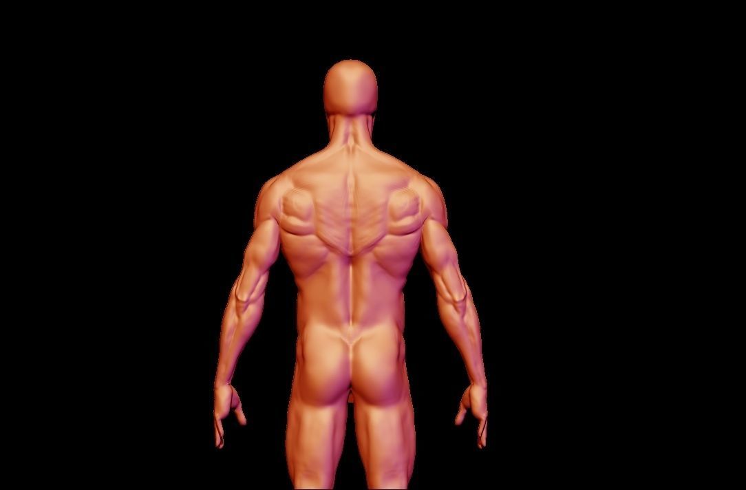 base mesh male  3D model_14