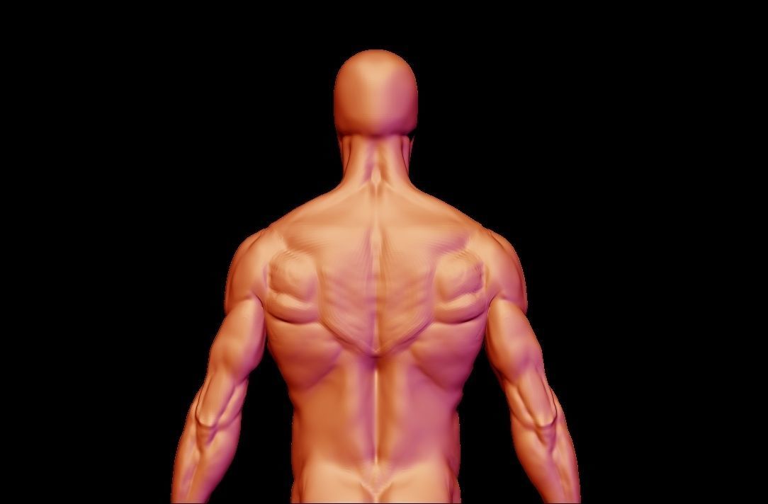 base mesh male  3D model_16