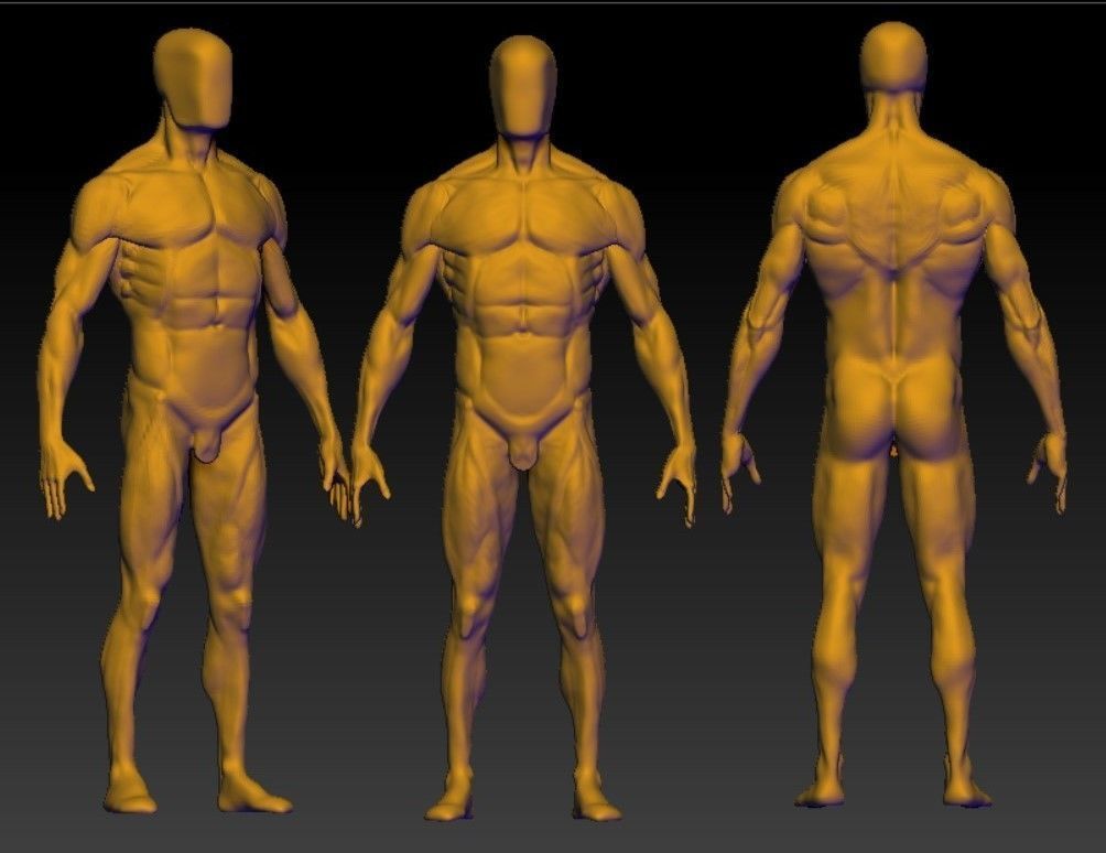 base mesh male  3D model_3
