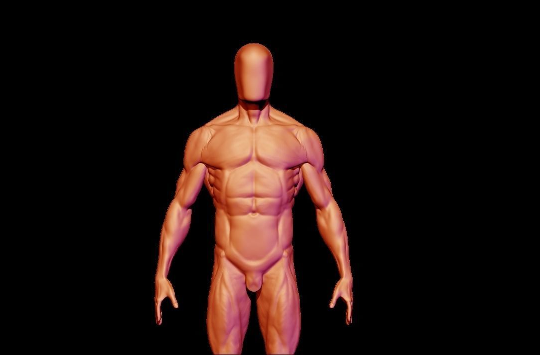 base mesh male  3D model_2