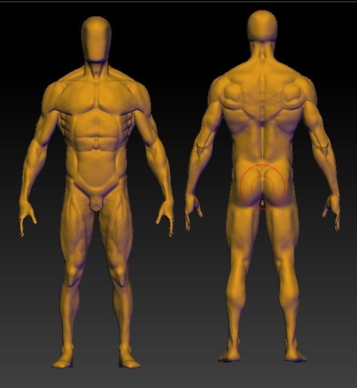 base mesh male  3D model_6