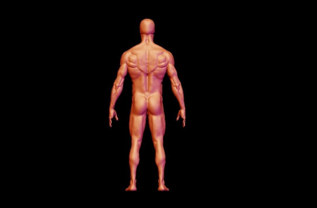 base mesh male  3D model_19