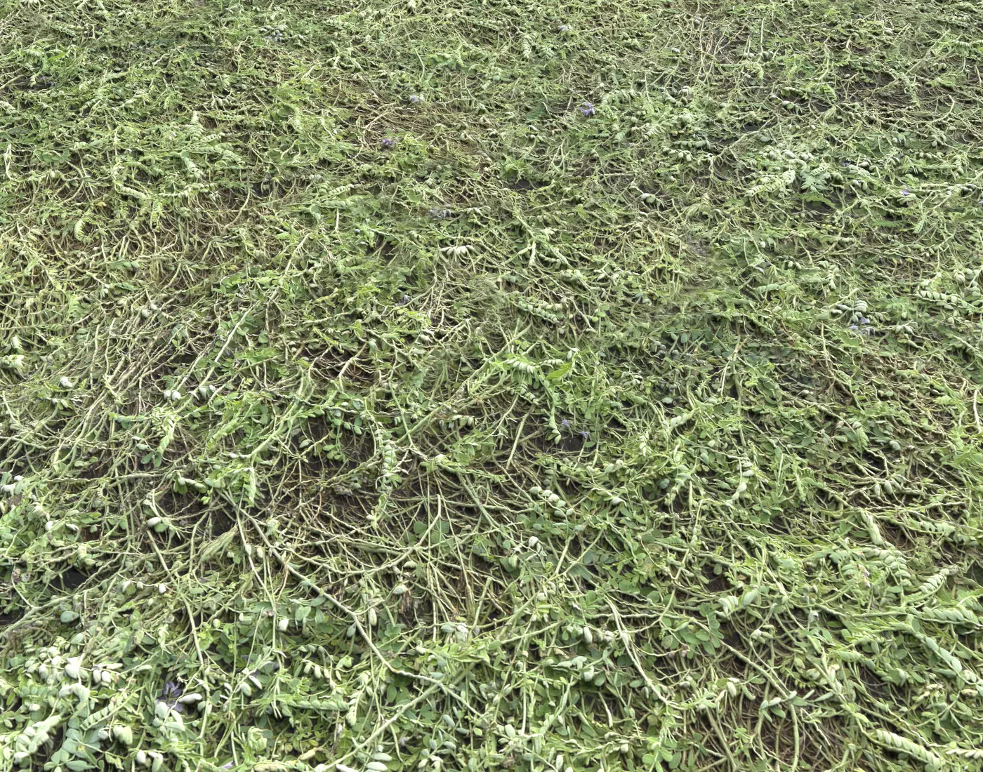 Ground terrain grass PBR pack 6 Texture