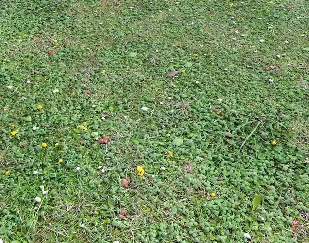 Ground terrain grass PBR pack 7