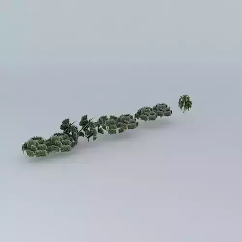 atraz al trees of the cathedral