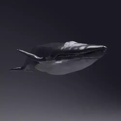 Blue Whale Sculpt Project 3D model