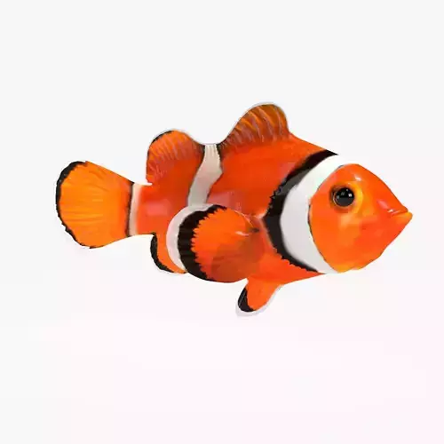 Clown Fish