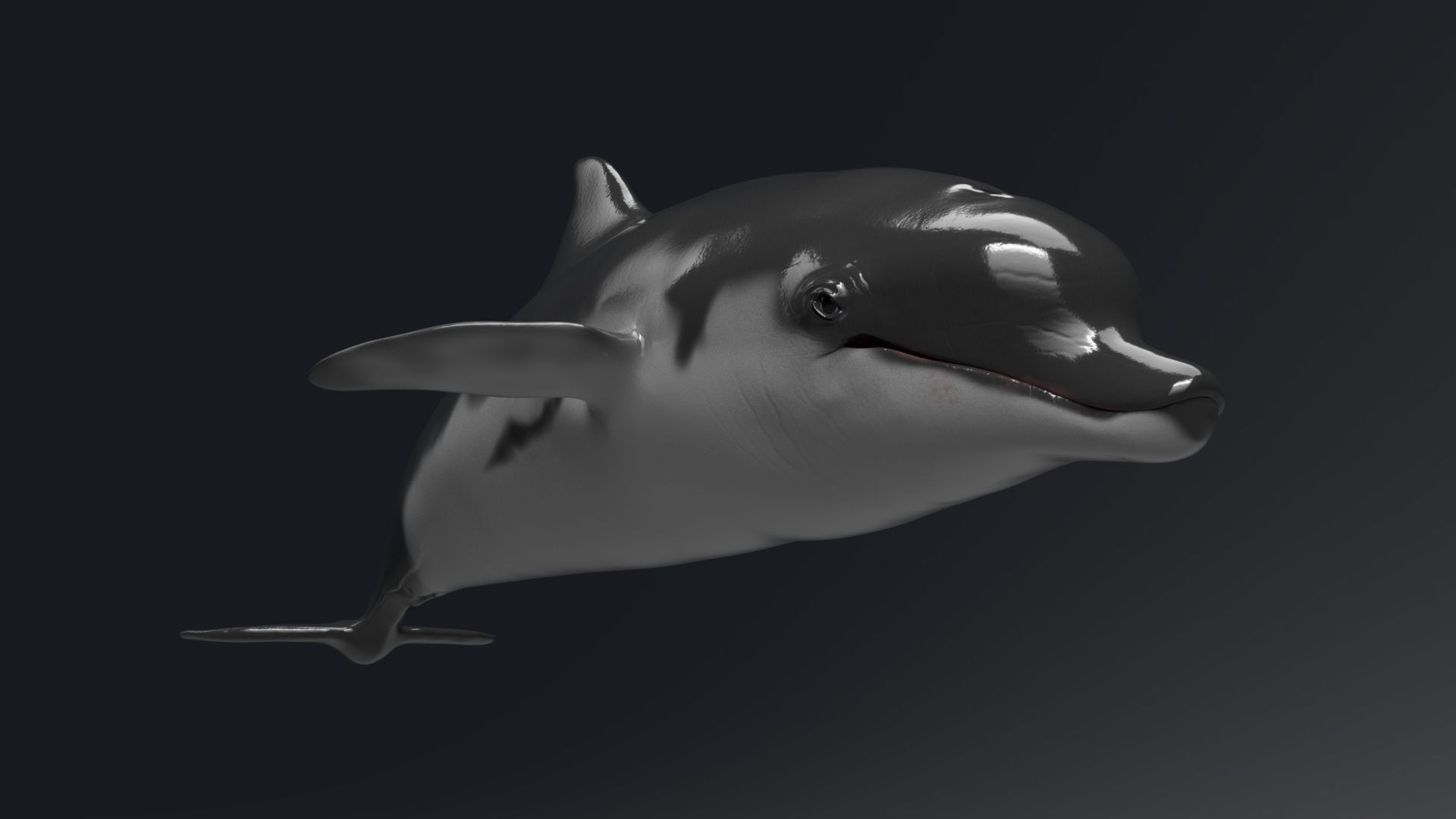 Dolphin Sculpt 3D model_4