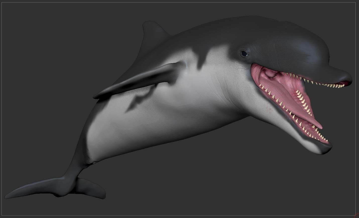 Dolphin Sculpt 3D model_9