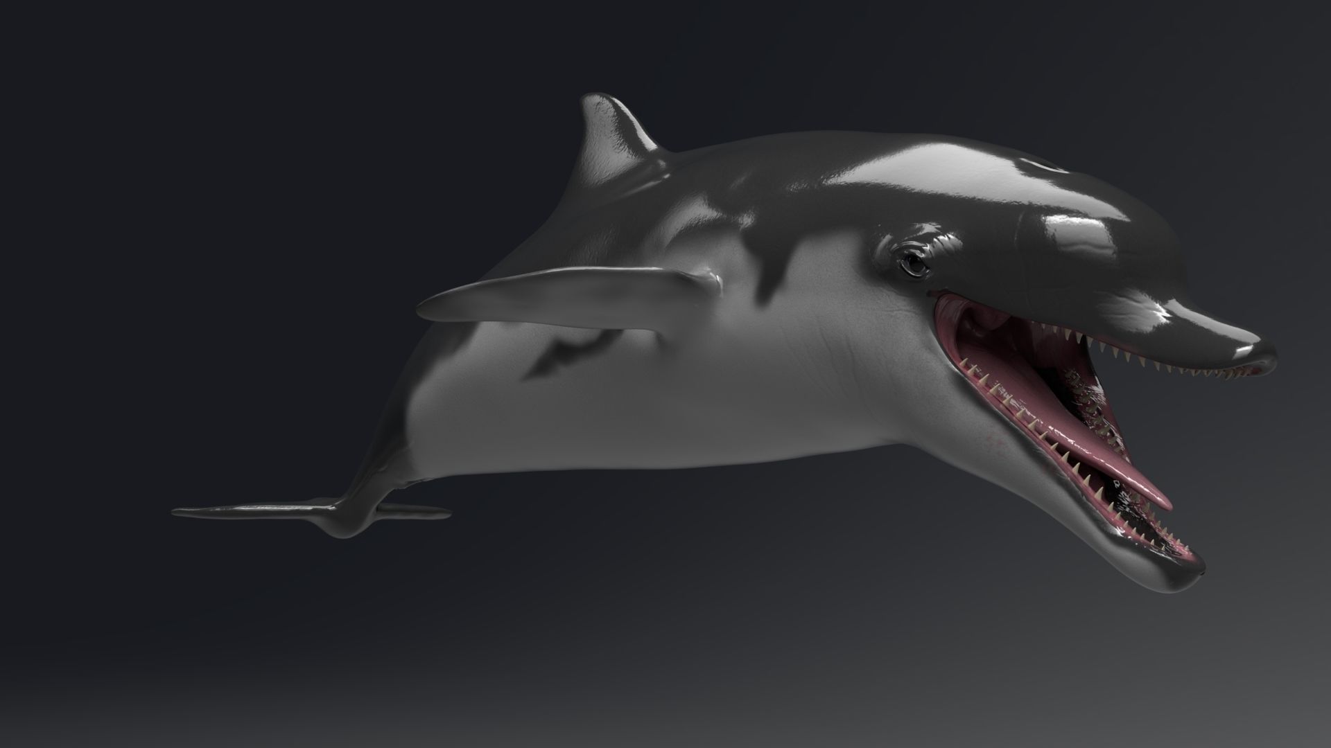 Dolphin Sculpt 3D model_3