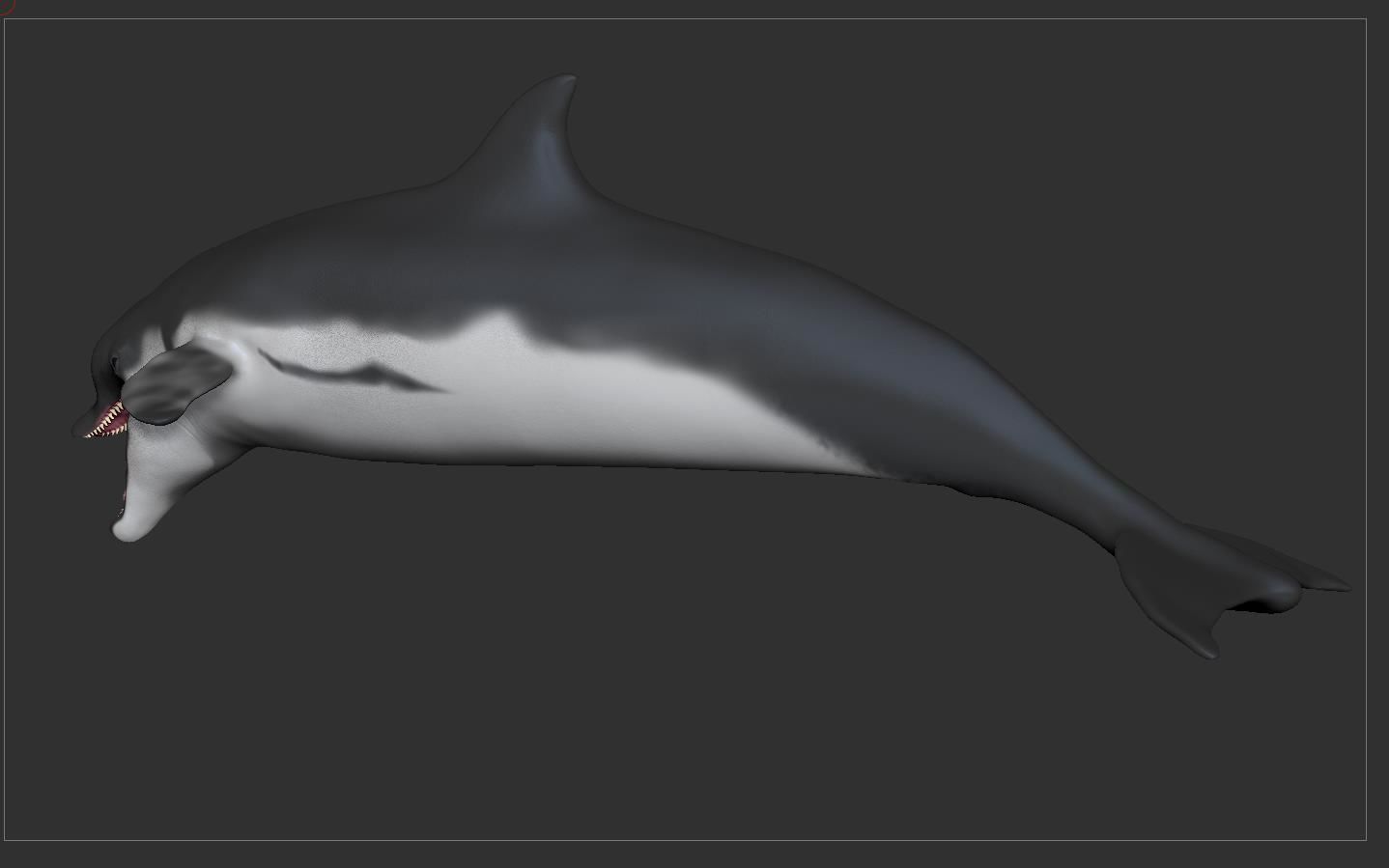Dolphin Sculpt 3D model_15