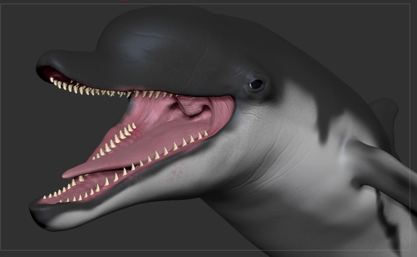 Dolphin Sculpt 3D model_19