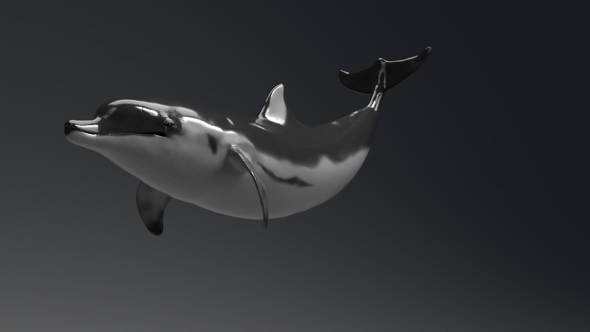 Dolphin Sculpt 3D model_7