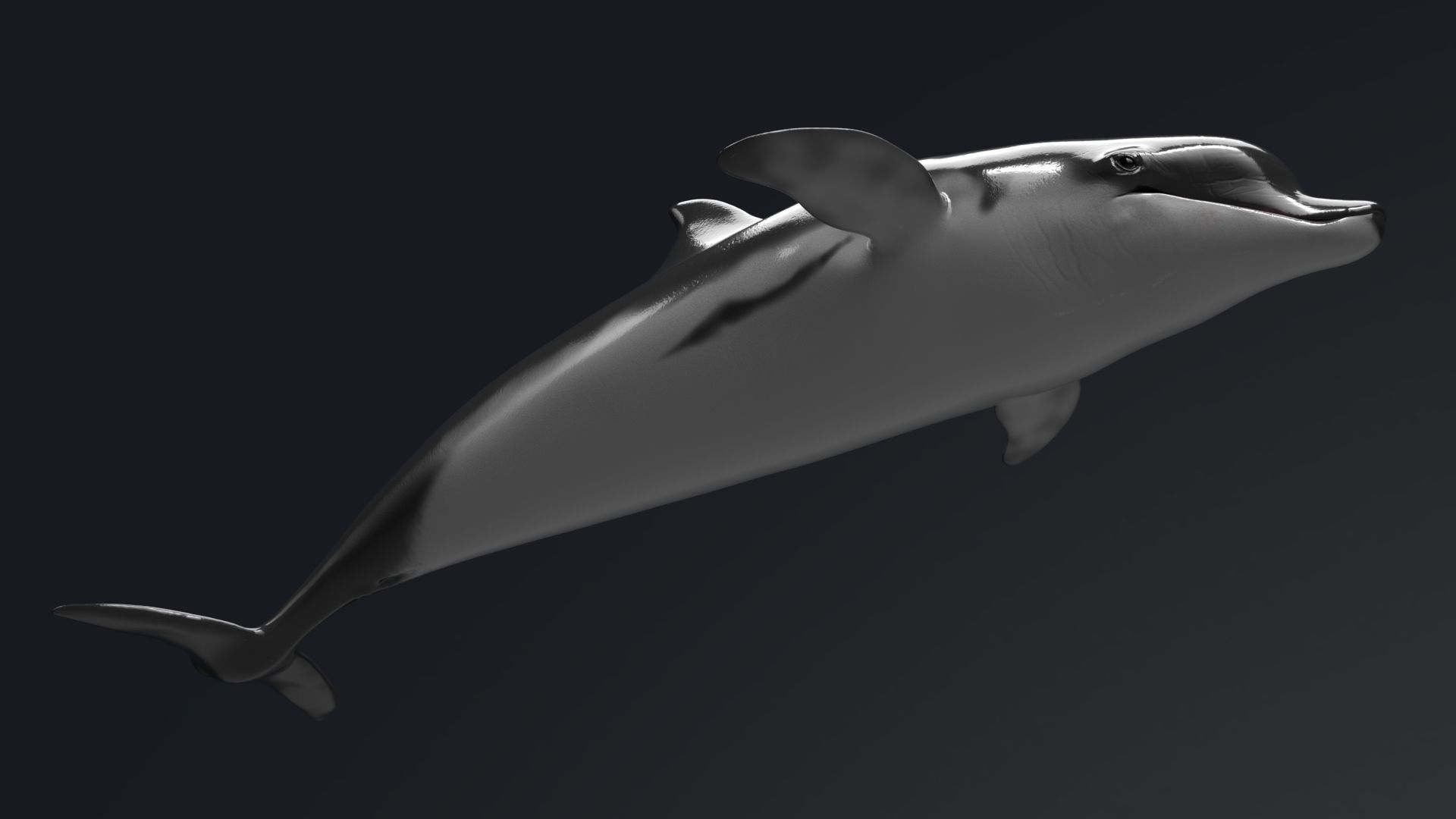 Dolphin Sculpt 3D model_6