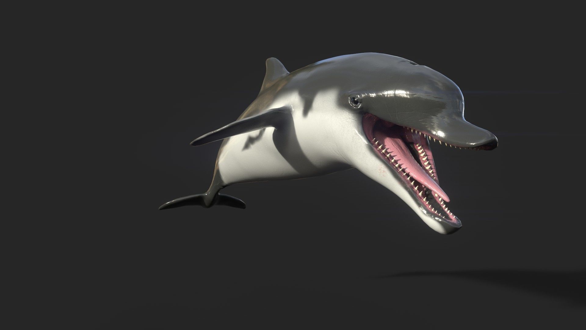 Dolphin Sculpt 3D model_2