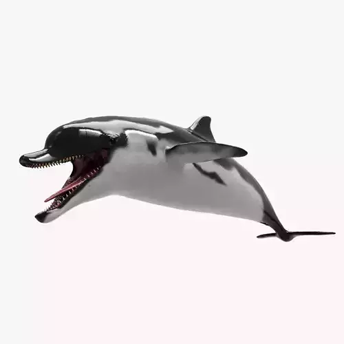 Dolphin Sculpt 3D model