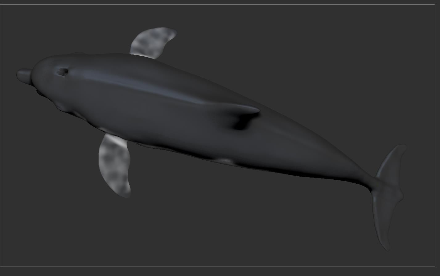 Dolphin Sculpt 3D model_16