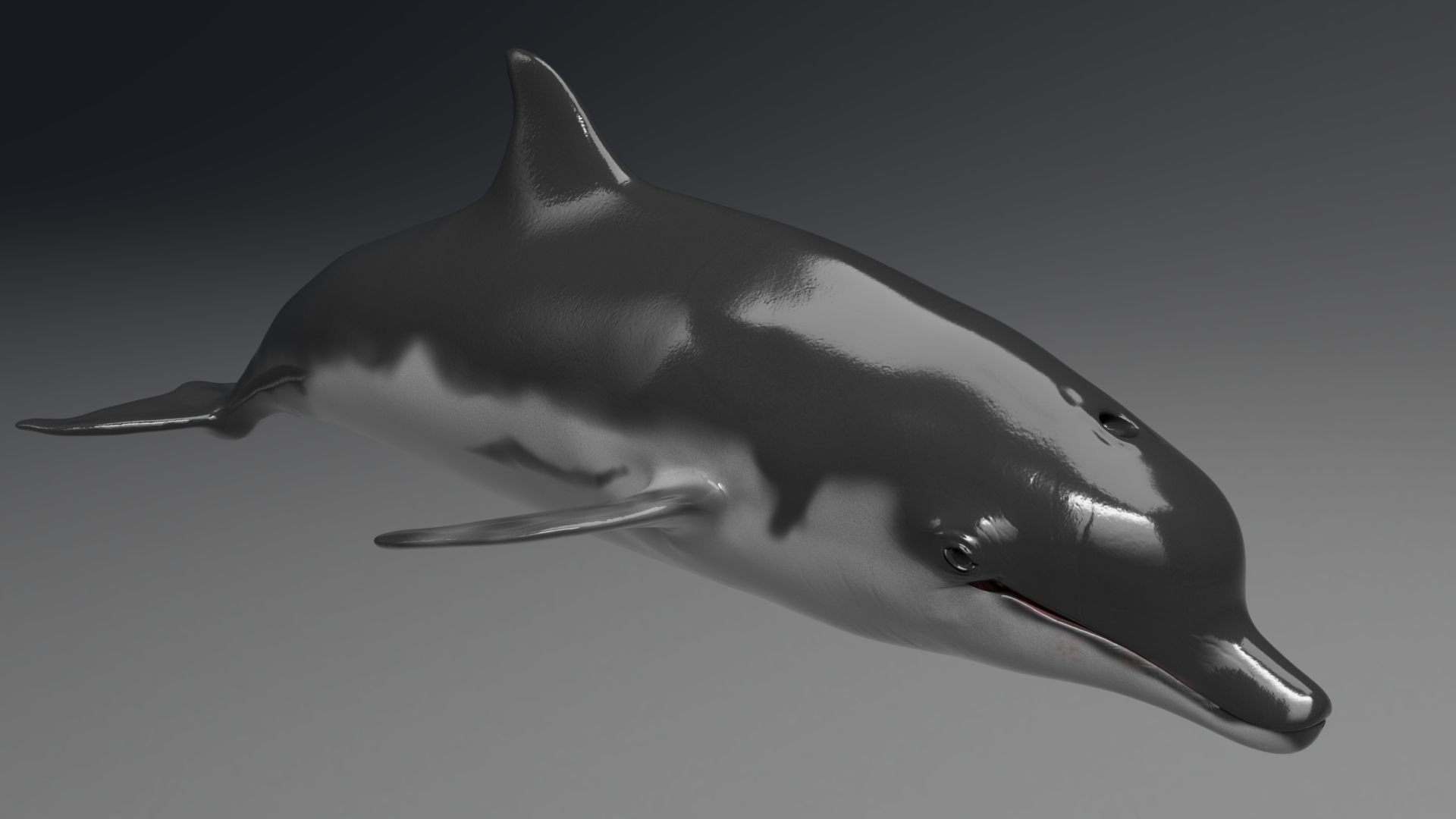 Dolphin Sculpt 3D model_5