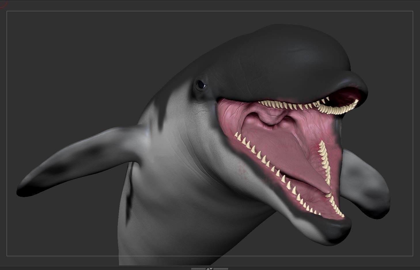 Dolphin Sculpt 3D model_18