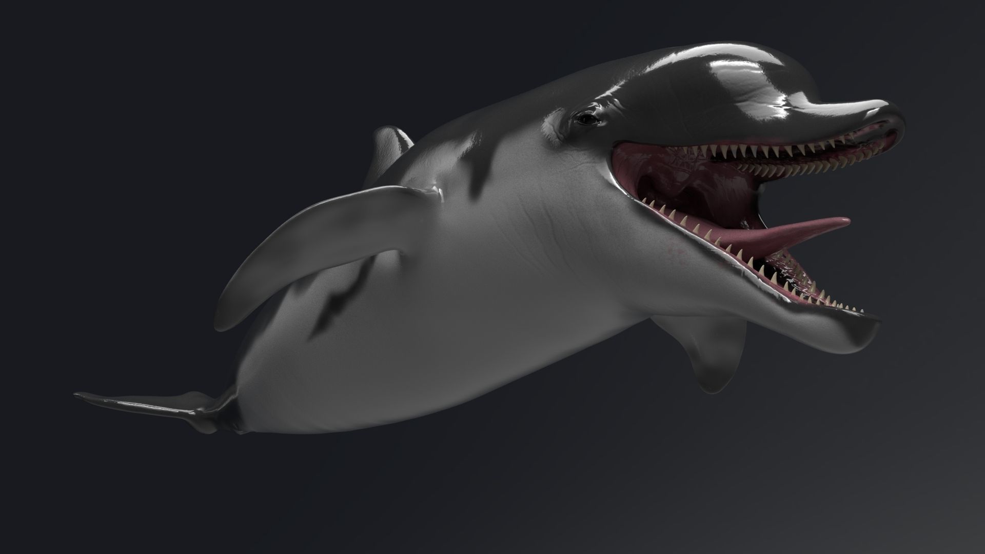 Dolphin Sculpt 3D model_8