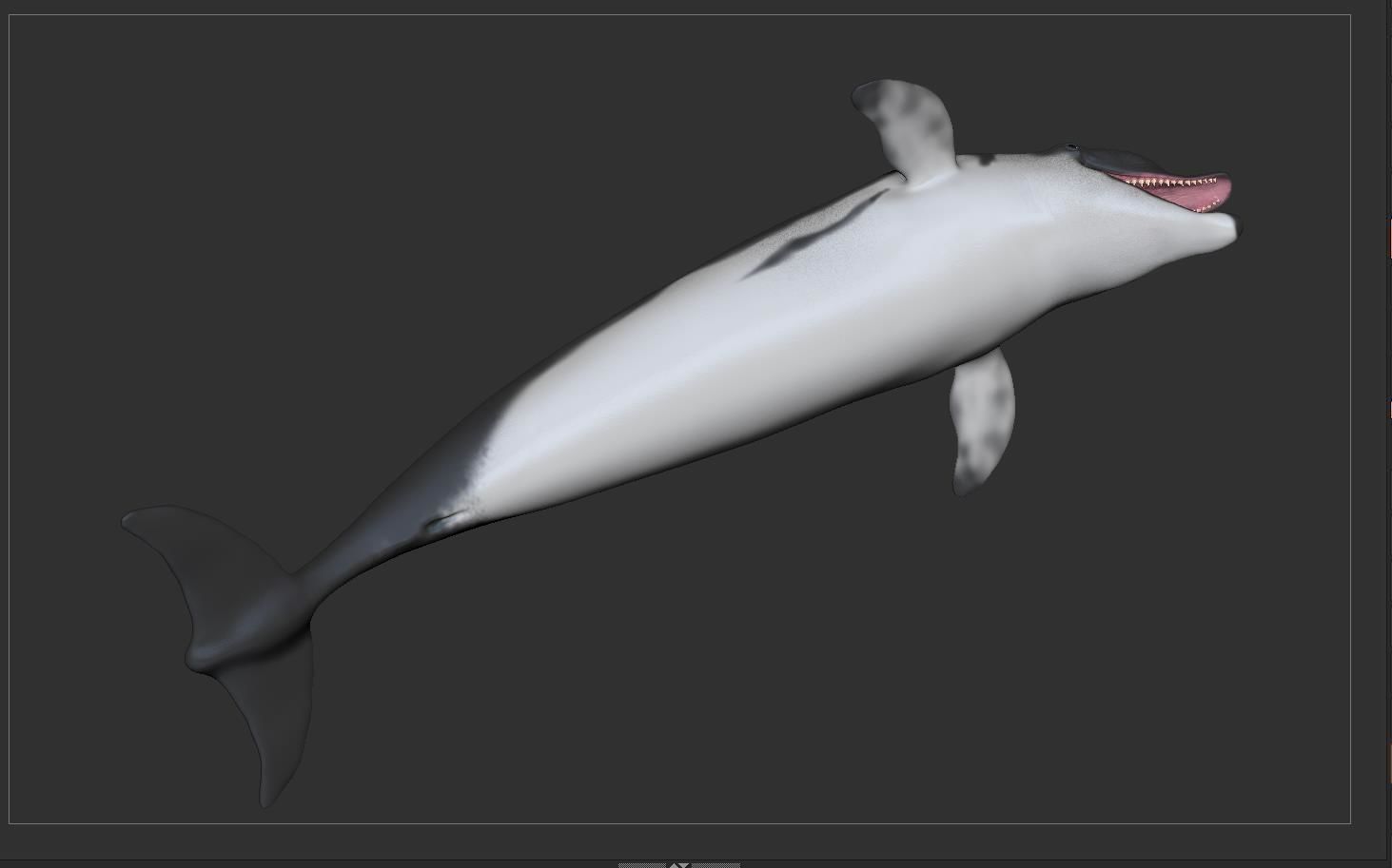 Dolphin Sculpt 3D model_11