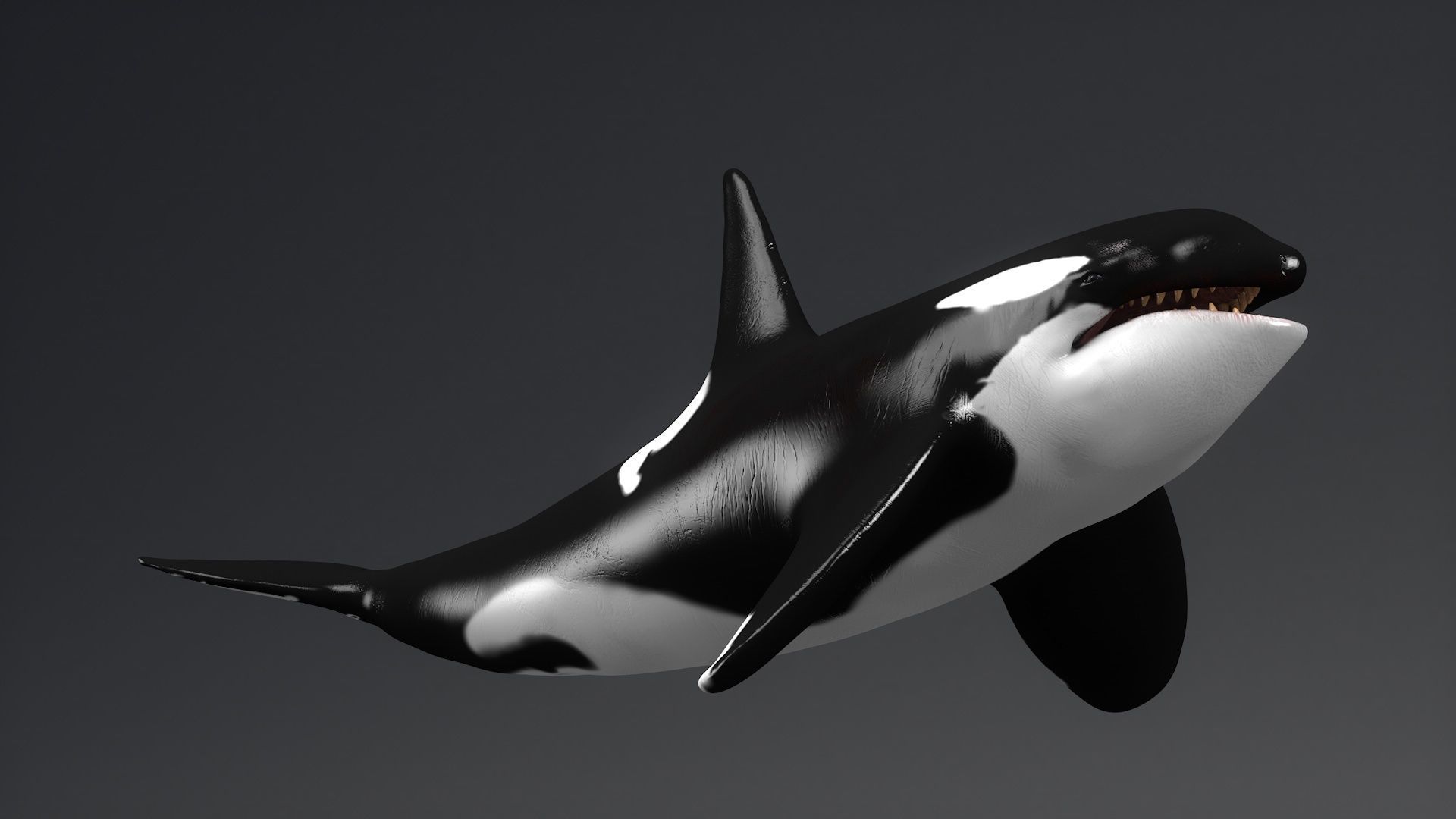 Killer Whale  Sculpt 3D model_17