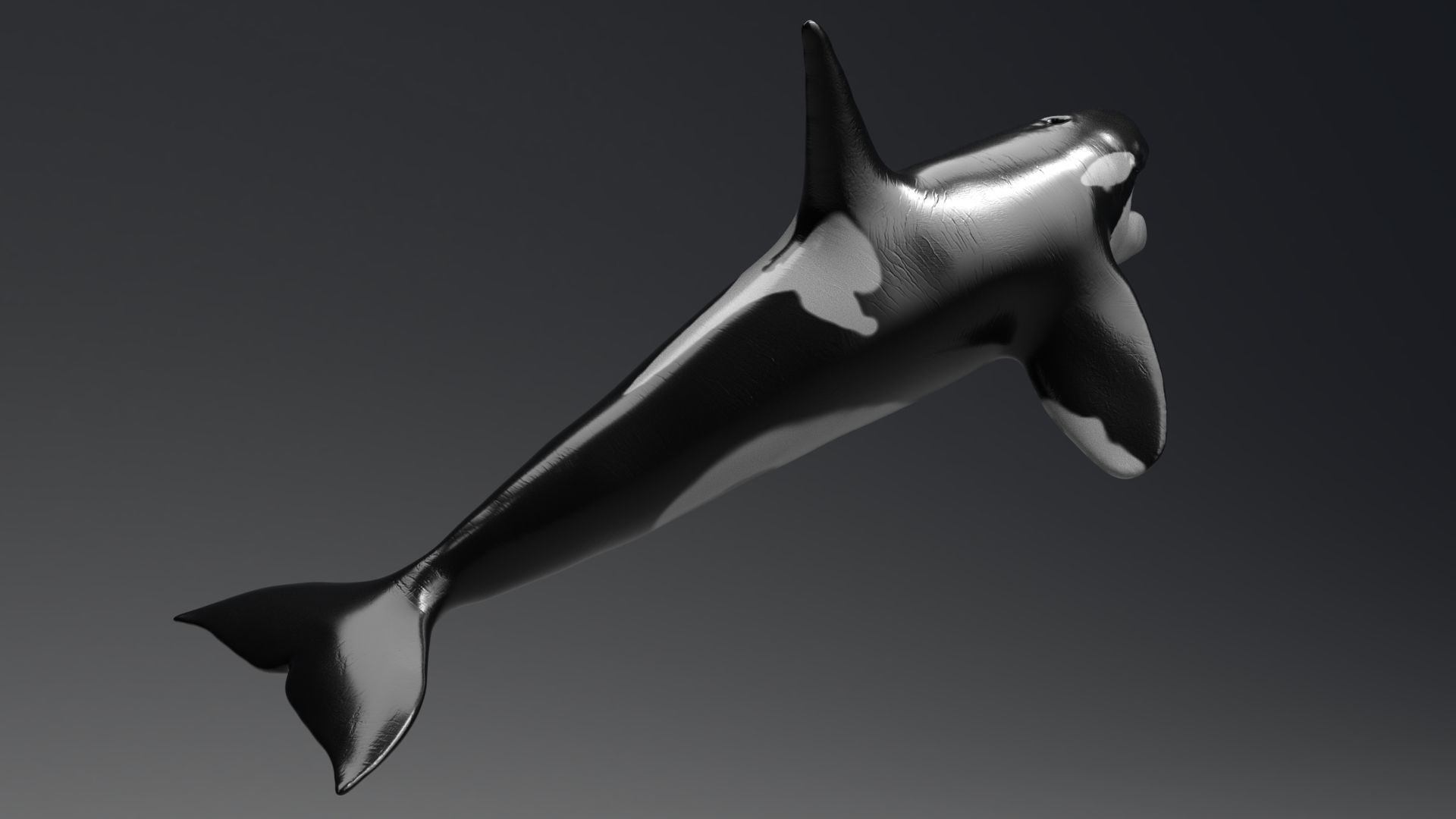 Killer Whale  Sculpt 3D model_4