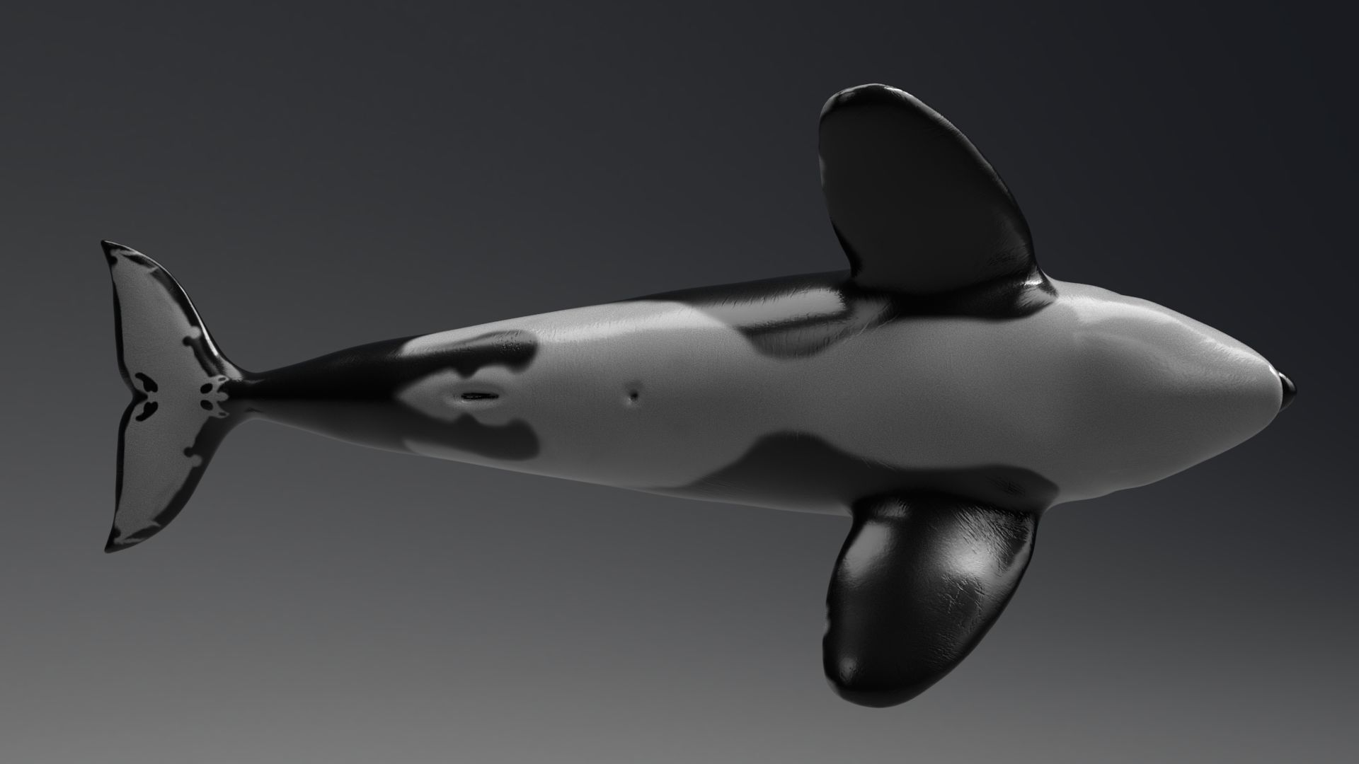 Killer Whale  Sculpt 3D model_1