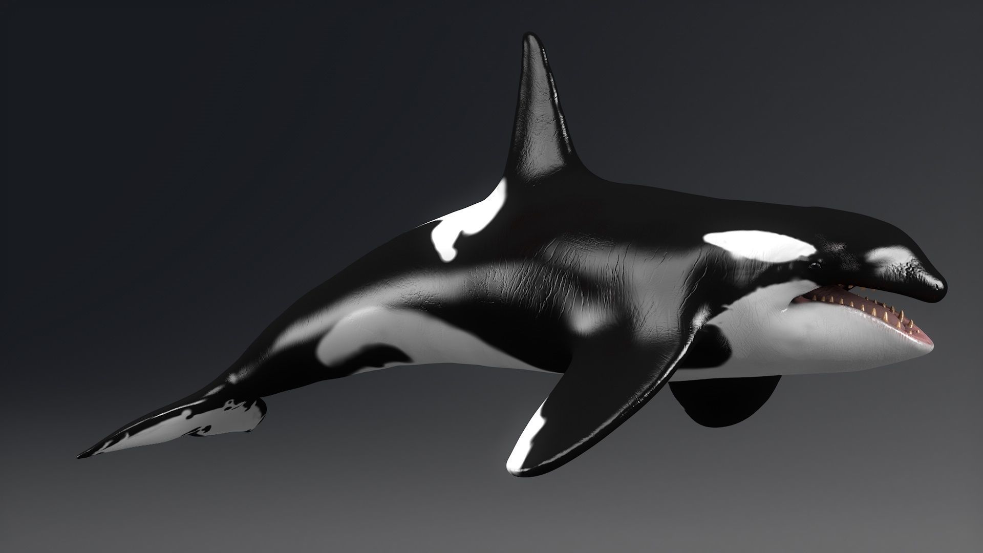 Killer Whale  Sculpt 3D model_16