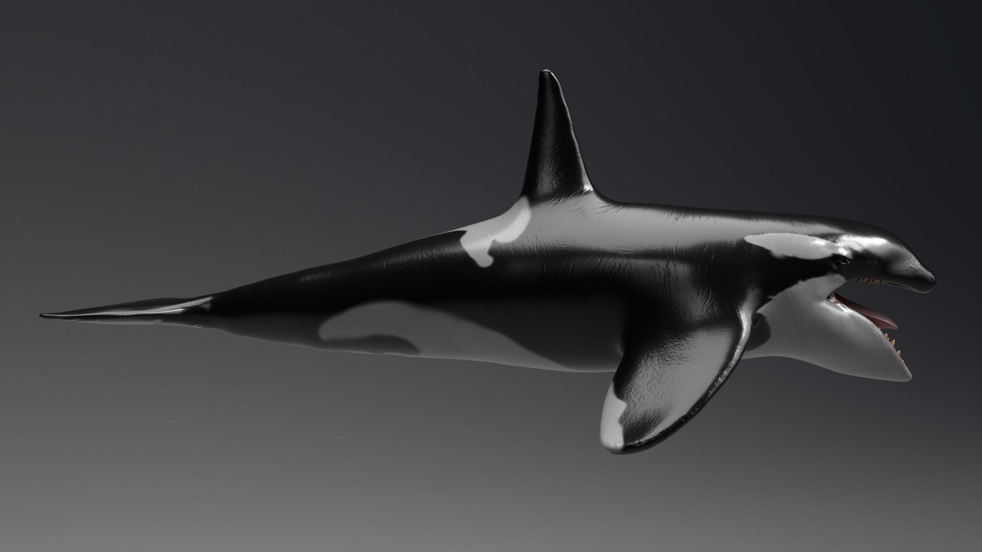 Killer Whale  Sculpt 3D model_3