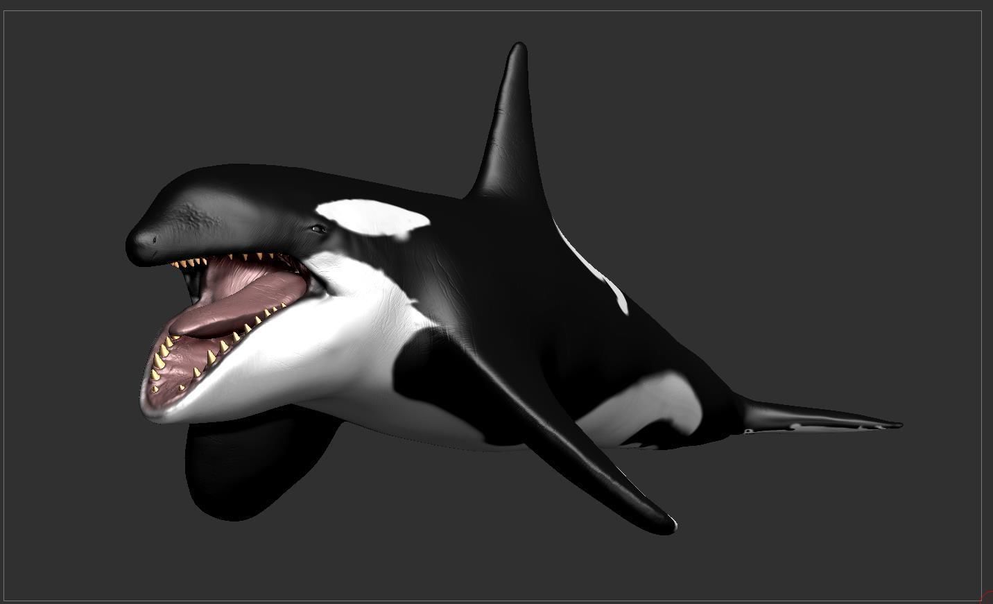 Killer Whale  Sculpt 3D model_9