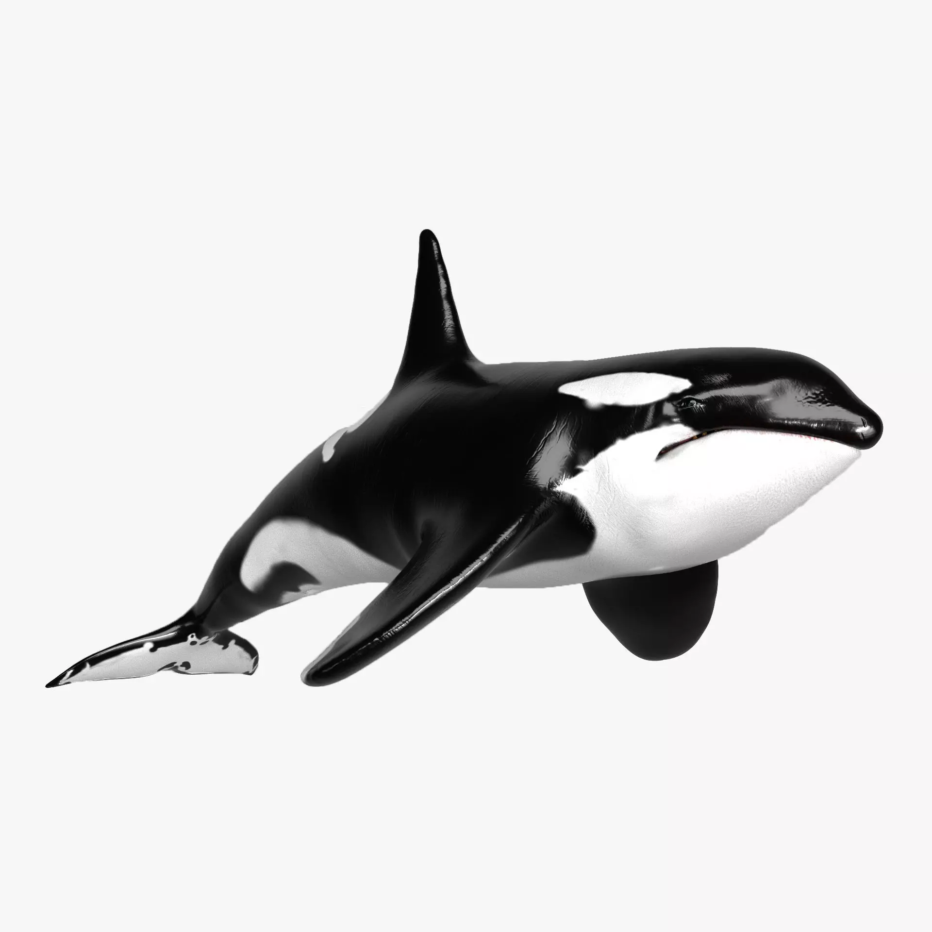 Killer Whale  Sculpt 3D model_0