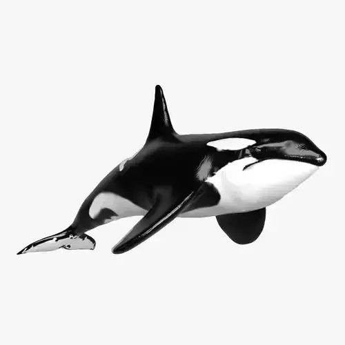Killer Whale  Sculpt