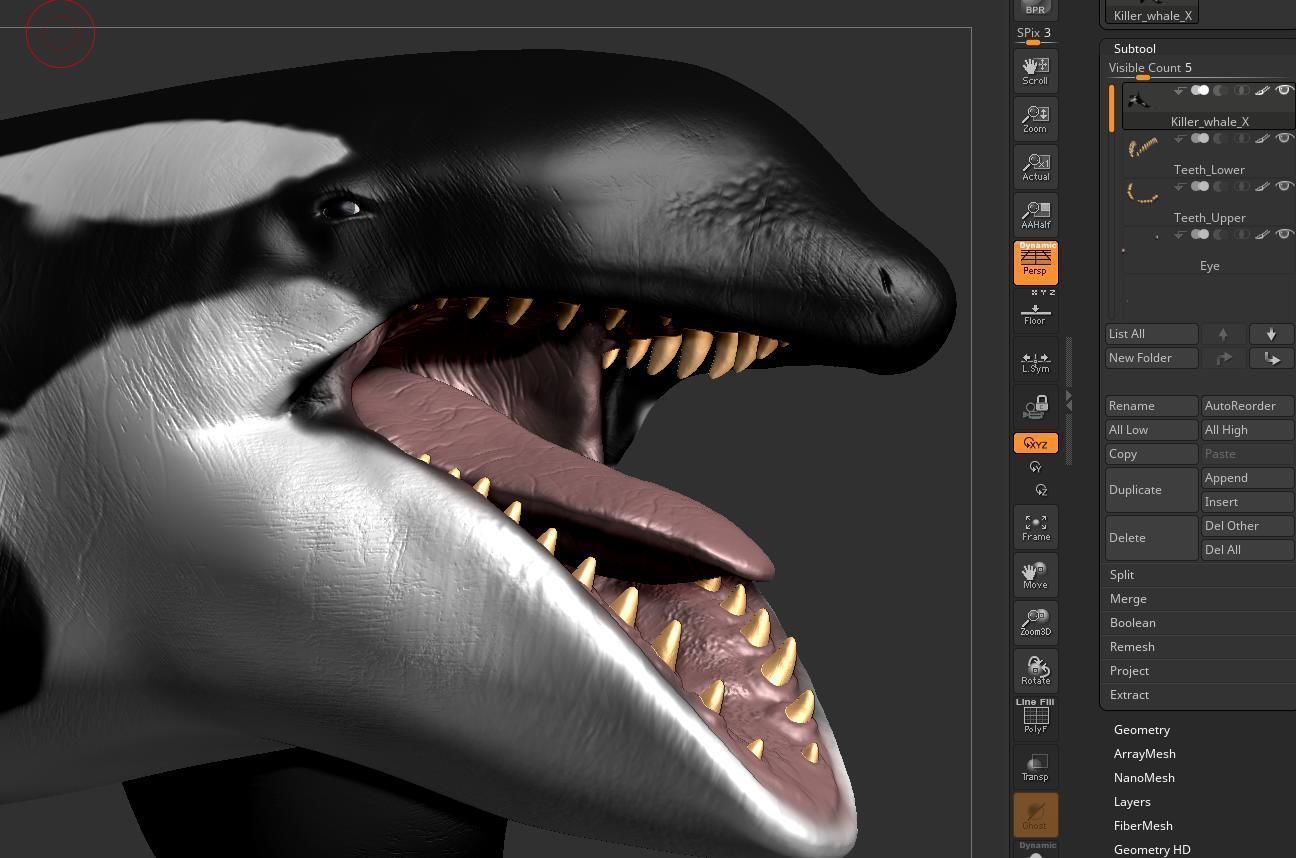Killer Whale  Sculpt 3D model_10