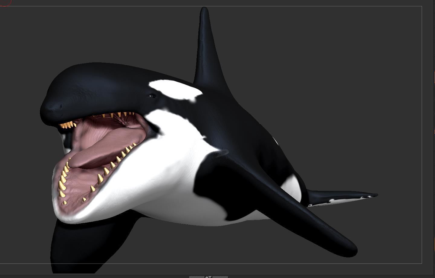 Killer Whale  Sculpt 3D model_13
