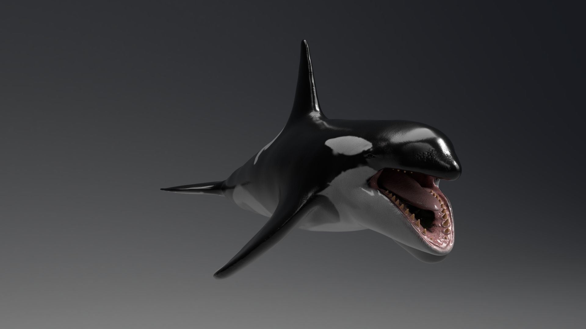 Killer Whale  Sculpt 3D model_2